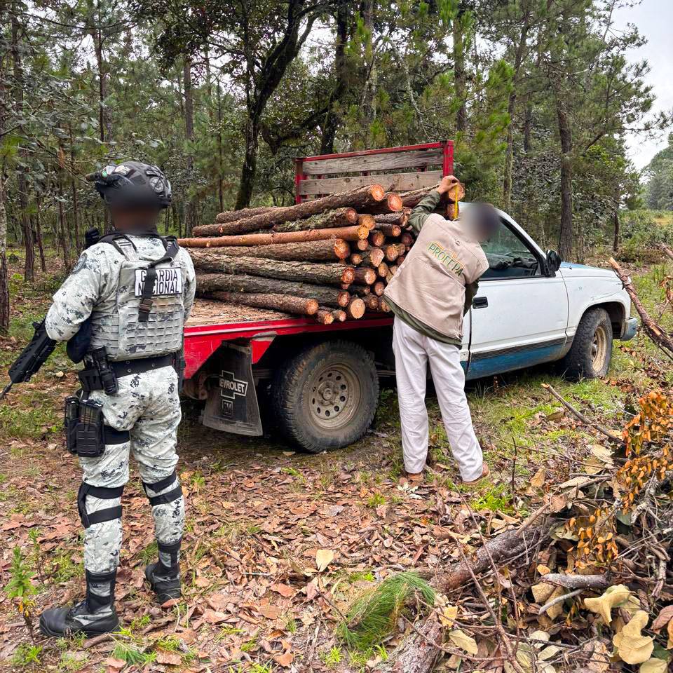 Tala ilegal en Hidalgo: decomisan más de 2 m³ de madera