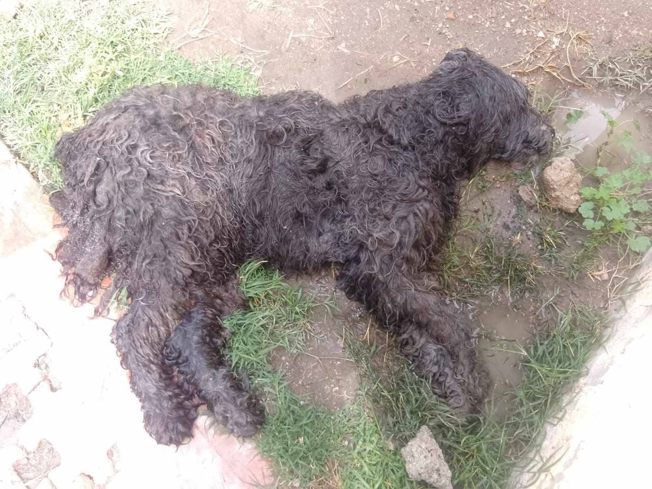 Fuertes imágenes: Envenenan a perritos en Atitalaquia; los hallan muertos dentro de privada