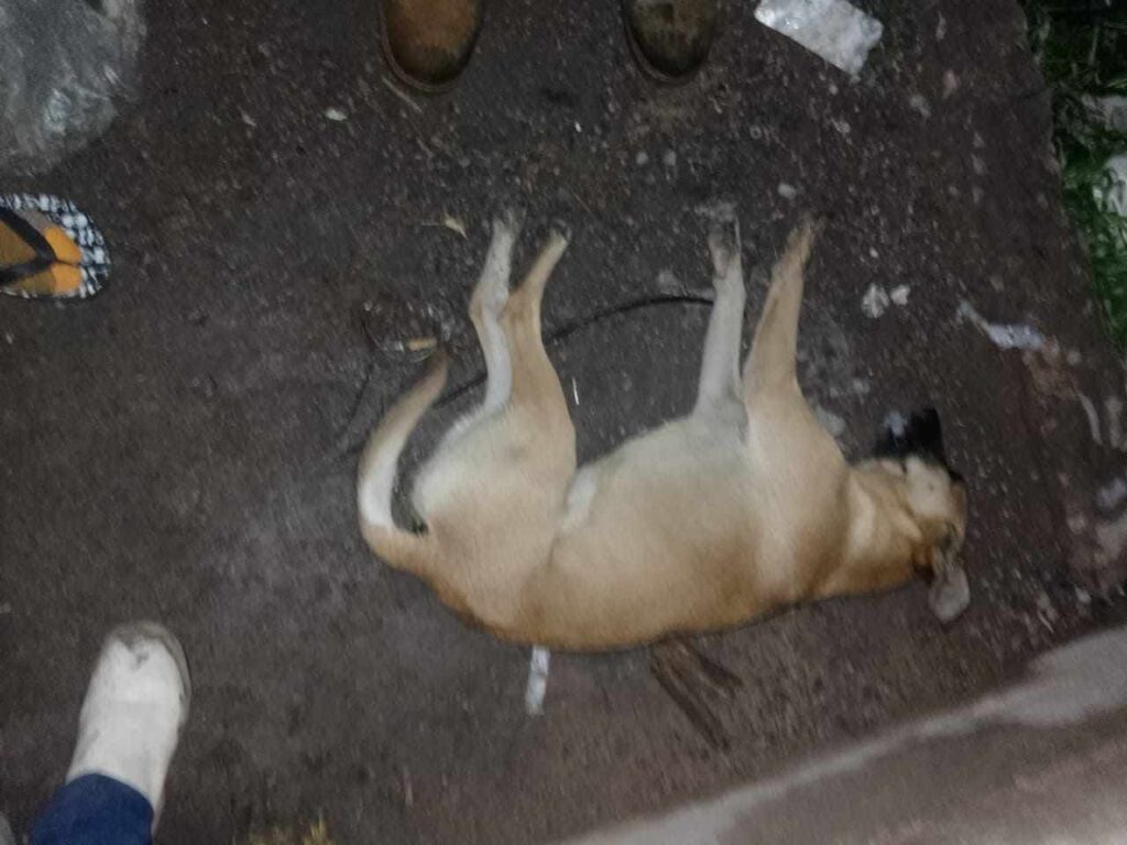 Perrito envenenado