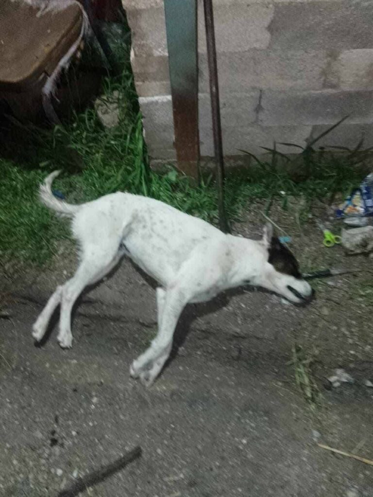 Perrito envenenado