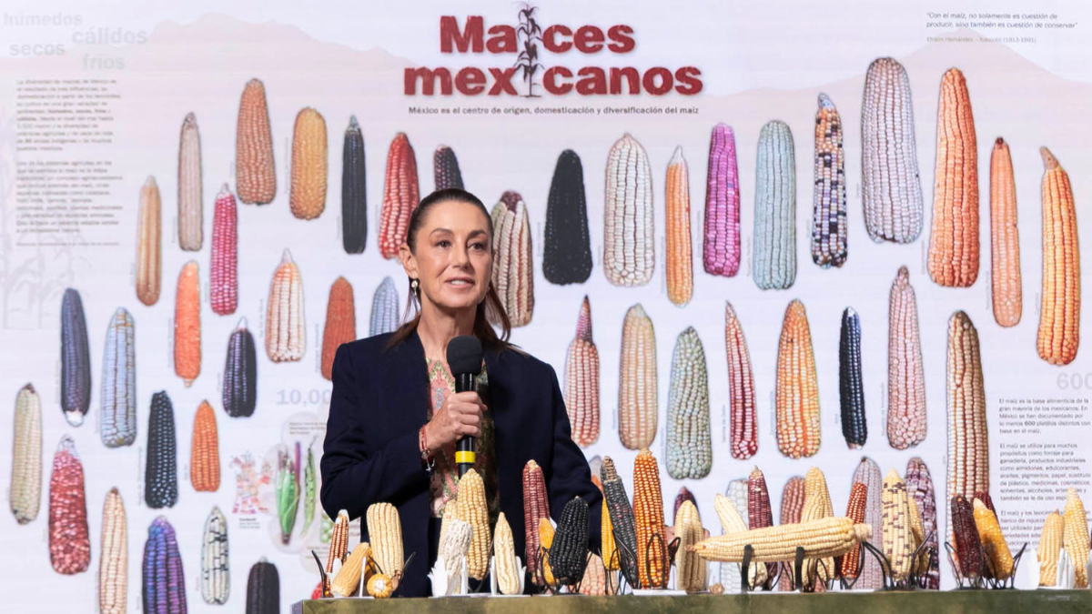 Celebran el Día Nacional del Maíz, símbolo de soberanía