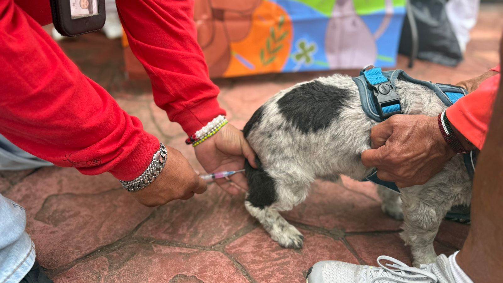 Vacunación antirrábica 2025: la región Otomí-Tepehua presenta el mayor rezago en la jurisdicción Tulancingo