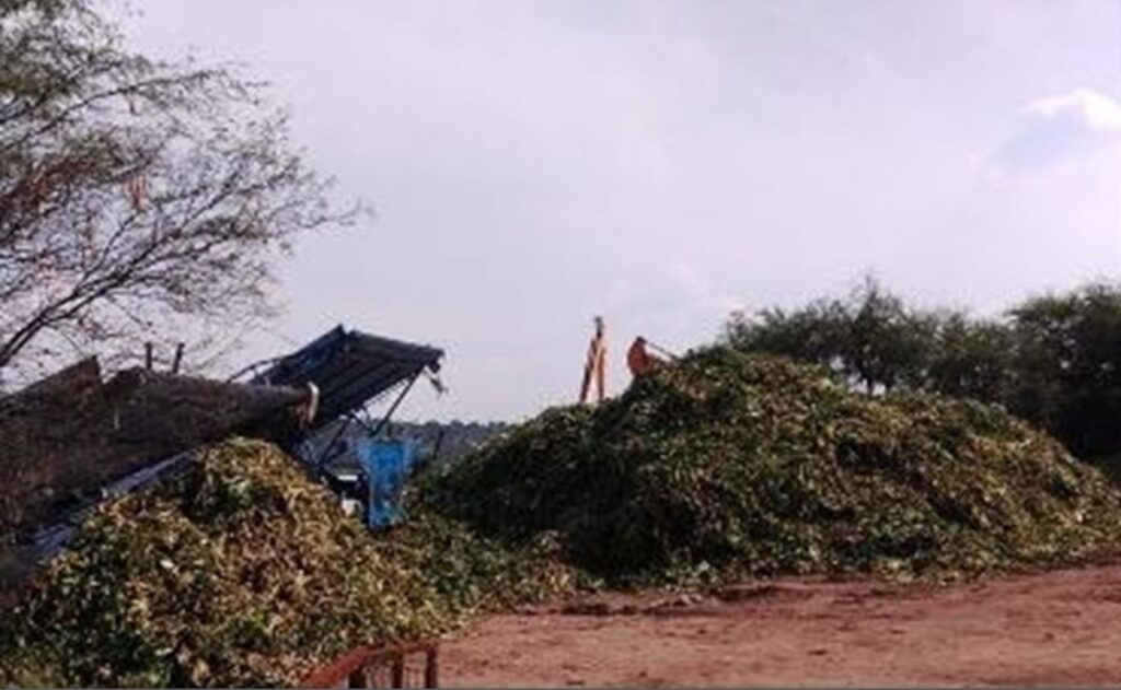 Extracción de lirio acuático en la presa Endhó 