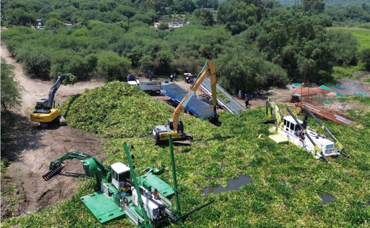 Semarnat intensifica extracción de lirio acuático en la presa Endhó