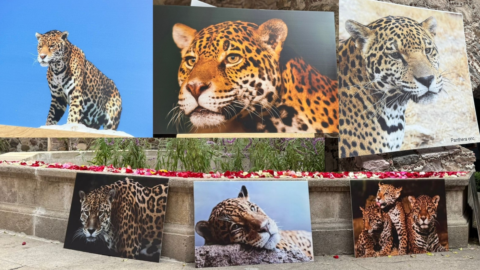 ¡Pacus inspira! Hidalgo celebra Día Estatal del Jaguar