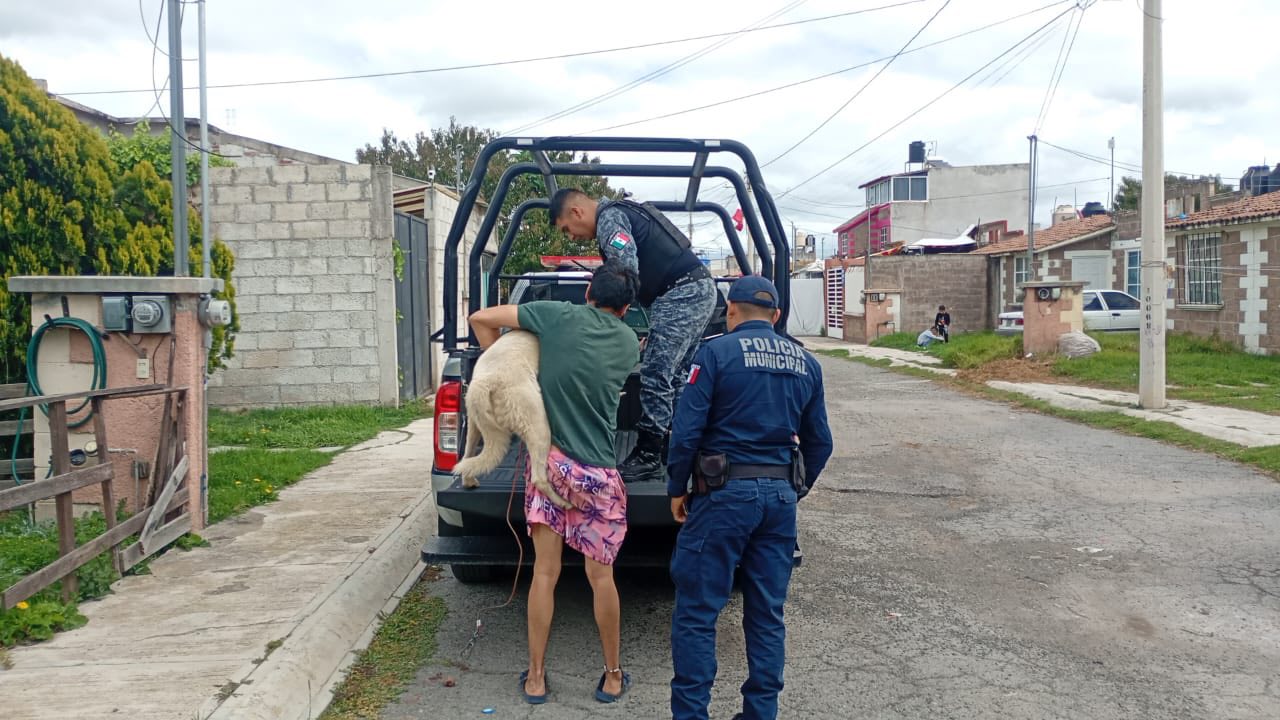 Investigan caso de maltrato animal en Tulancingo, rescatan a perro que era azotado y pateado