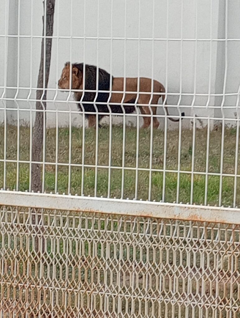 A través de un operativo la PGJEH incautó cuatro felinos salvajes en una vivienda de Pachuca