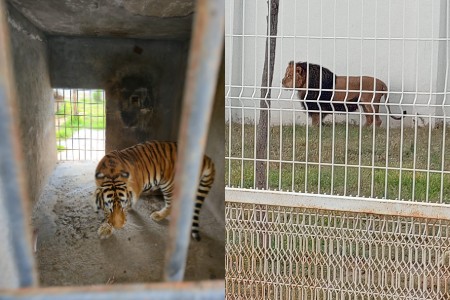 Tigres y leones en Pachuca podrían regresar a su familia tras revisión de Profepa