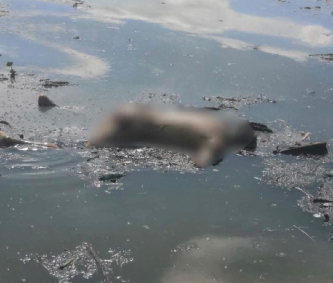 ¿Cómo murió? Hallan cuerpo en Presa Endhó