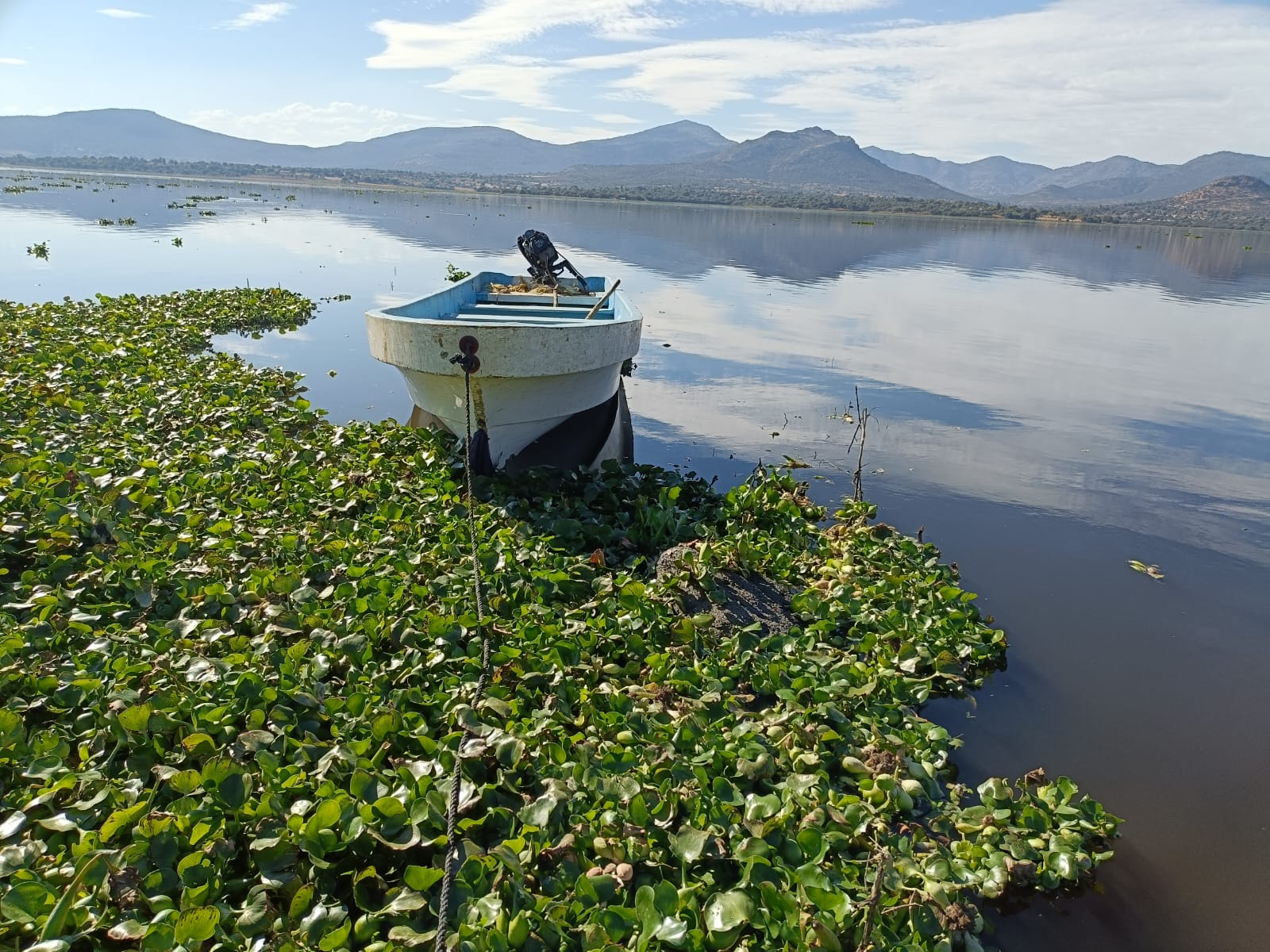 Presa Endhó: Cenaprece propone plan integral para controlar mosco culex en Tula y Tepetitlán