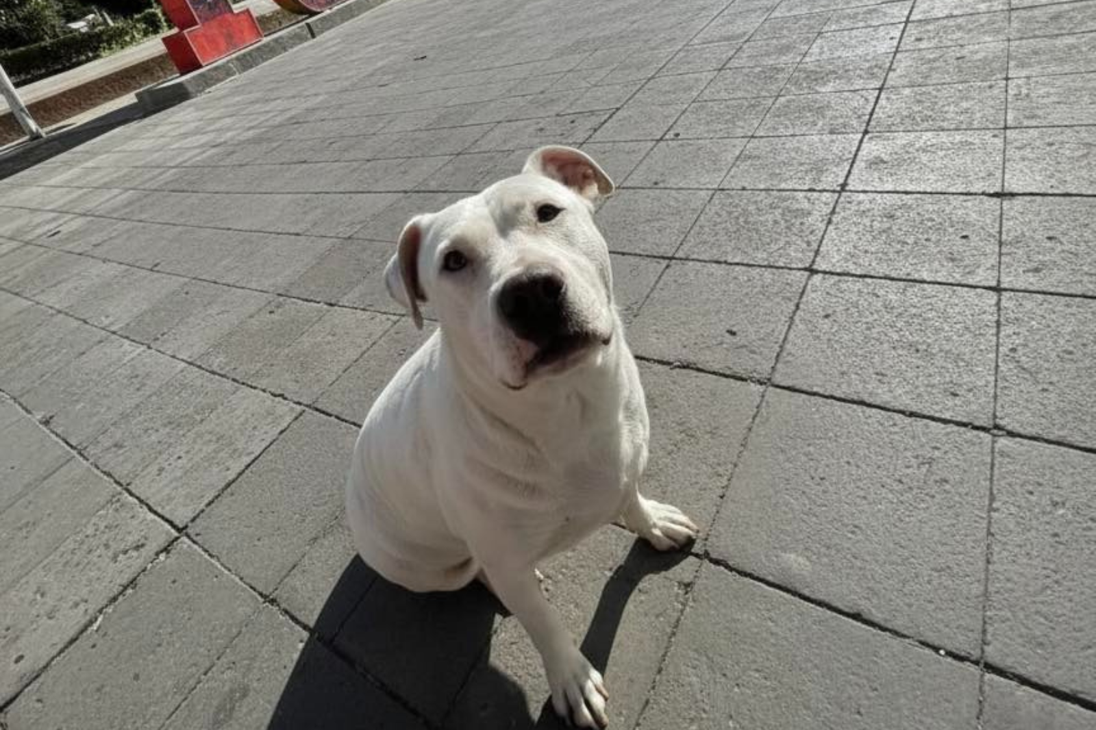 Justicia por Werita: perrita envenenada en Tula causa indignación