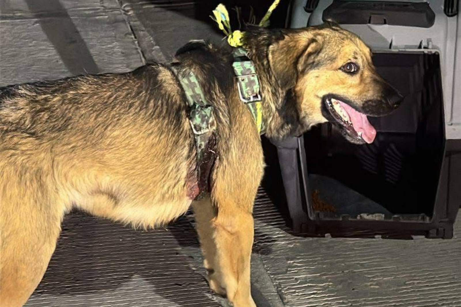Rescatan a perrito con lesiones graves en Ixmiquilpan