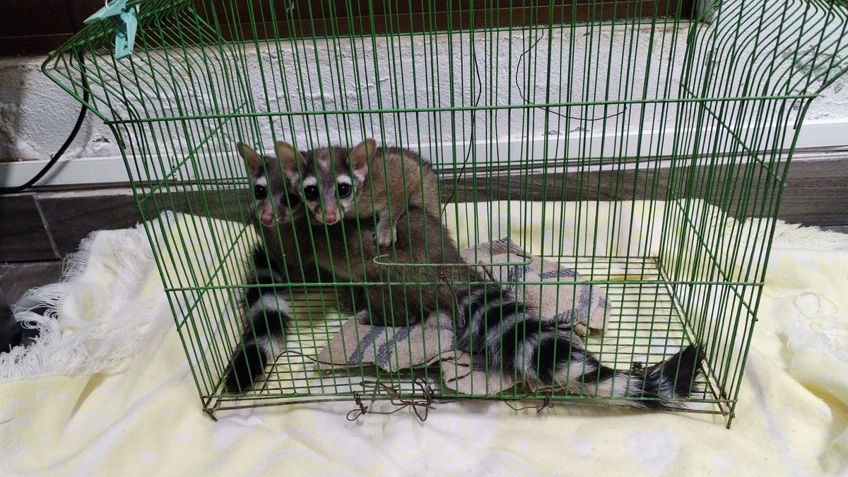 ¡Sanos y salvos! Así fue el rescate de cacomixtles en Hidalgo