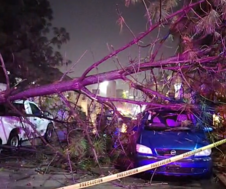 Árbol cae en Tulancingo