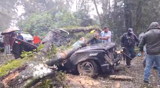 cae arbol en Acaxochitlán