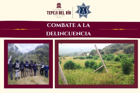 Decomisan plantío de mariguana en Tepeji del Río