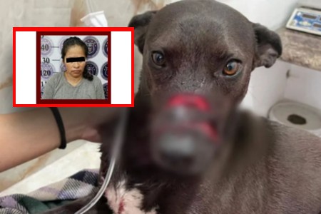 Mujer que agredió a machetazos a perrita en Pachuca es vinculada a proceso