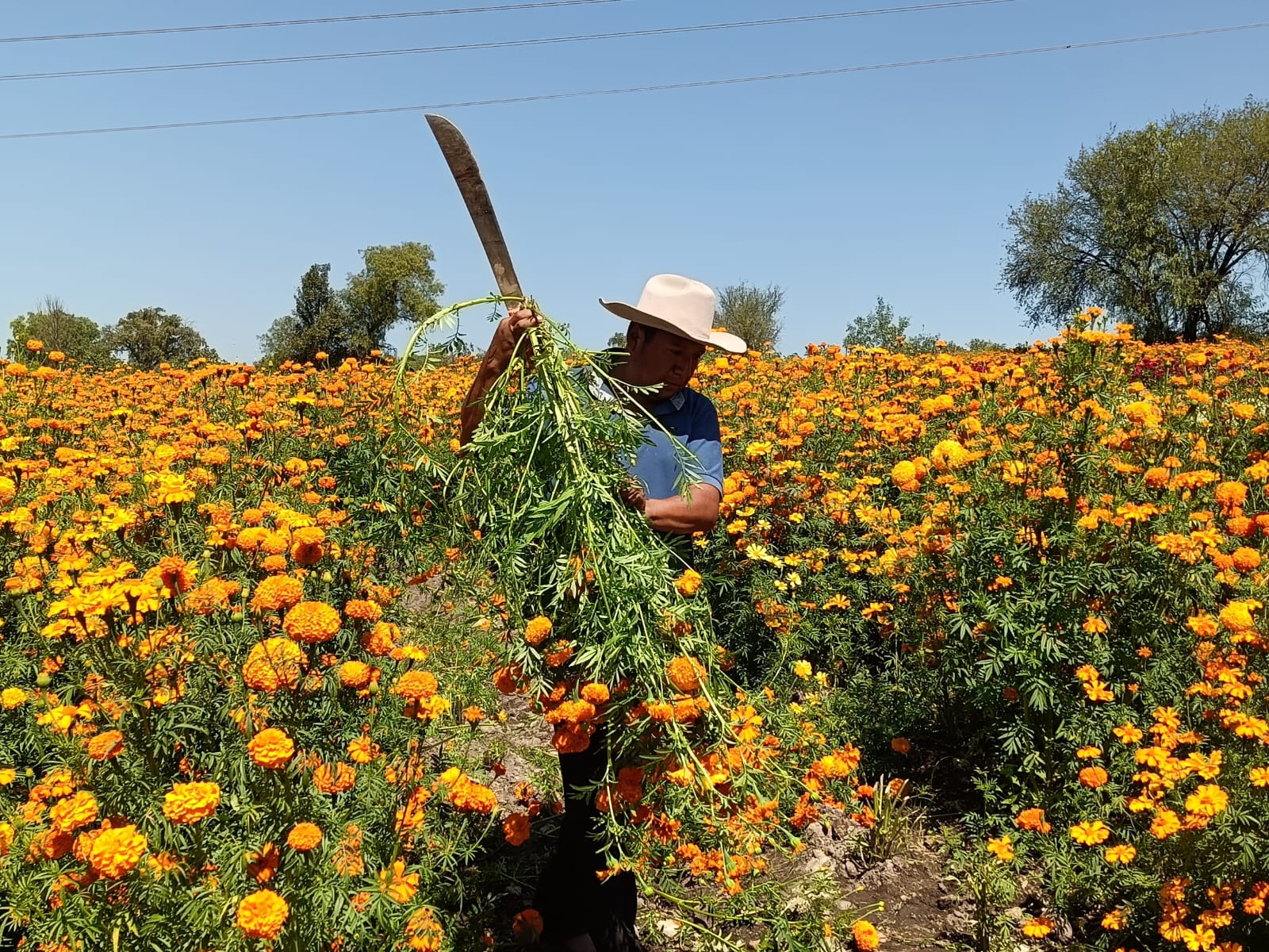 Productro de flor en Tula