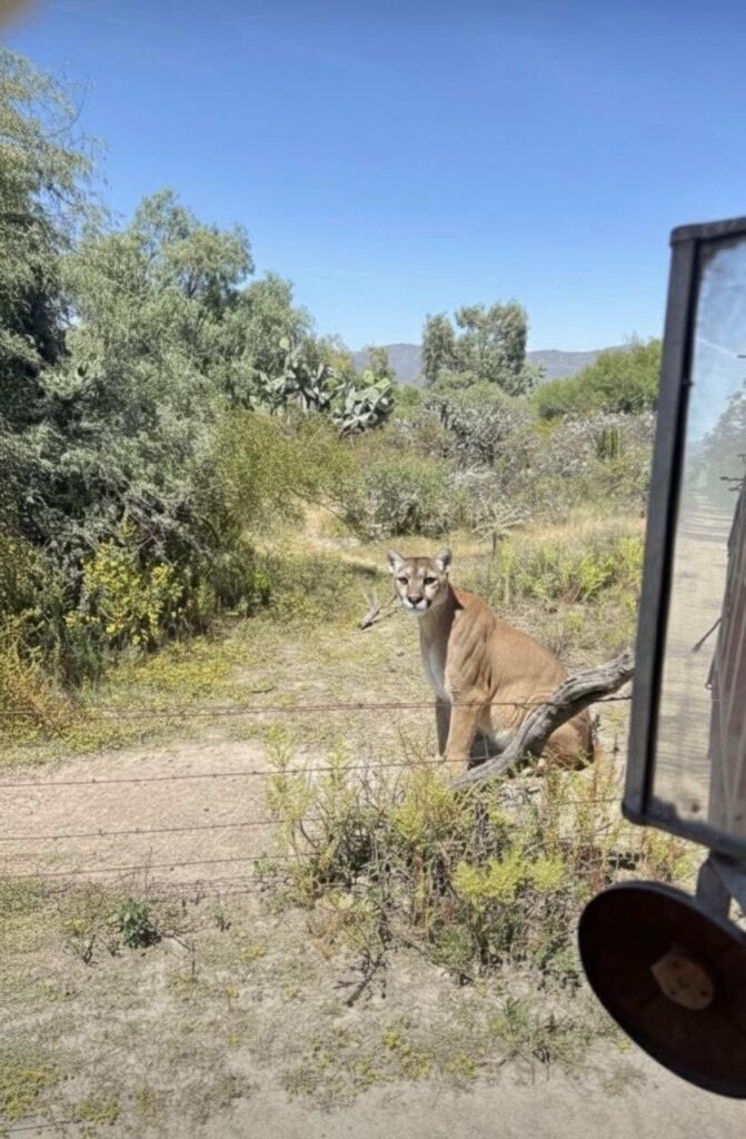 Puma avistado en Benito Juárez, San Agustín Tlaxiaca