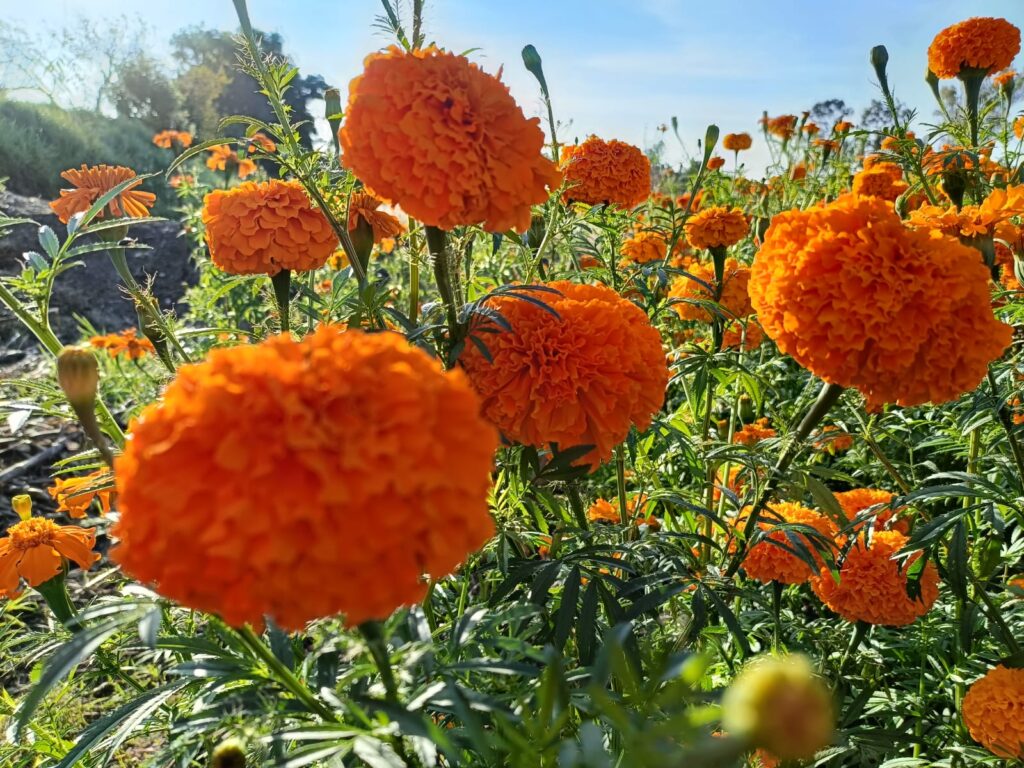 Flor de Cempasúchil