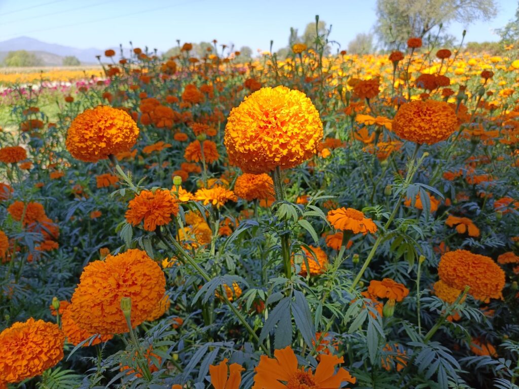 For de Cempasúchil en Tula 