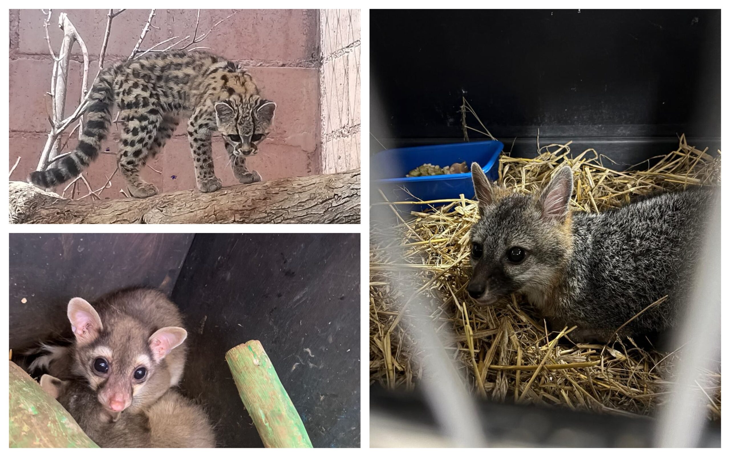 Pachuca: liberarán un tigrillo en peligro de extinción y 21 ejemplares de fauna silvestre