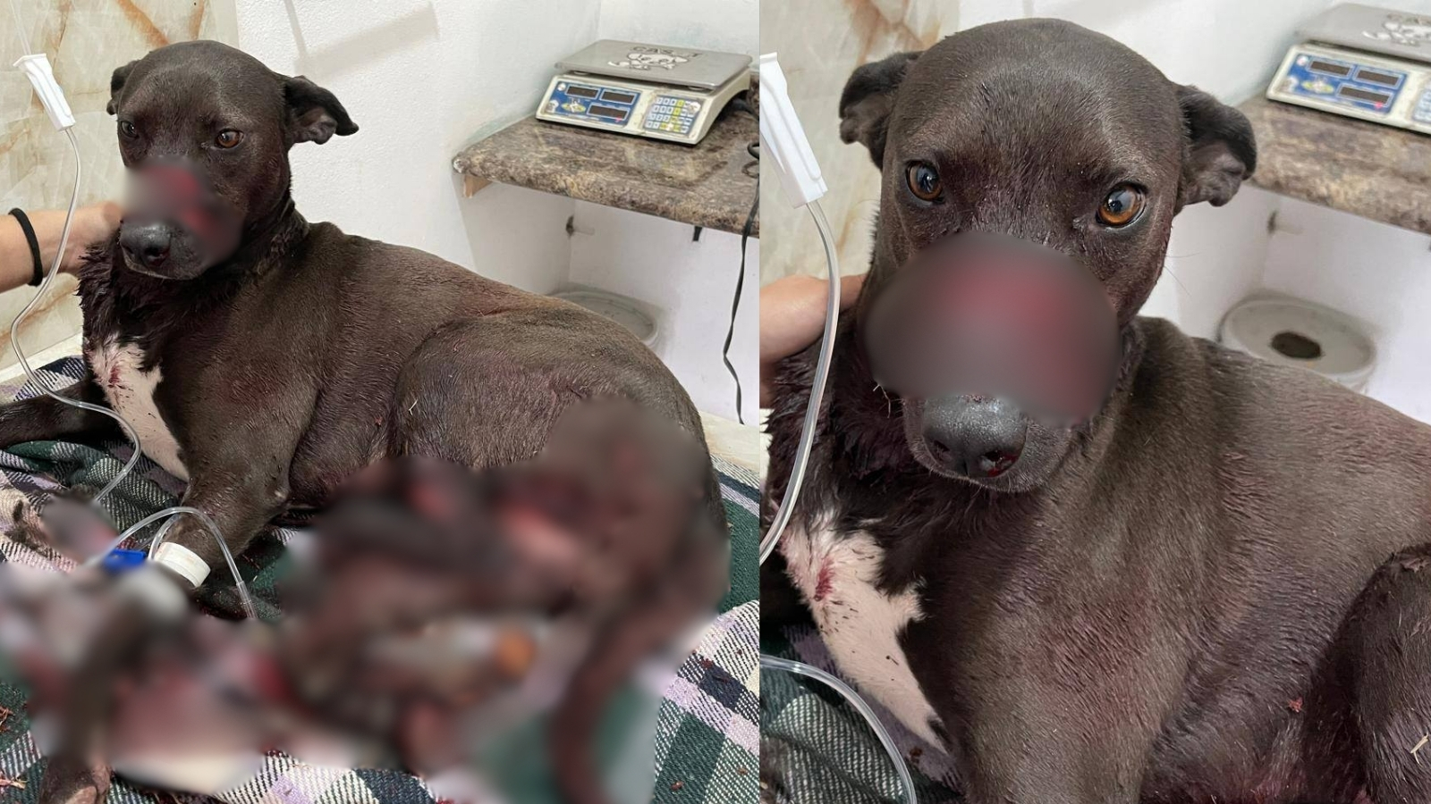 Detienen a mujer acusada de atacar con machete a una perrita en Pachuca