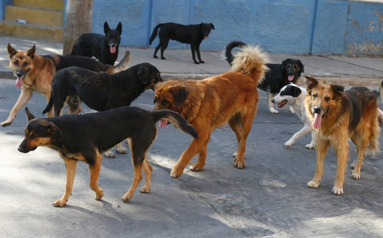 Prohíben alimentar a perros callejeros en este municipio de Hidalgo