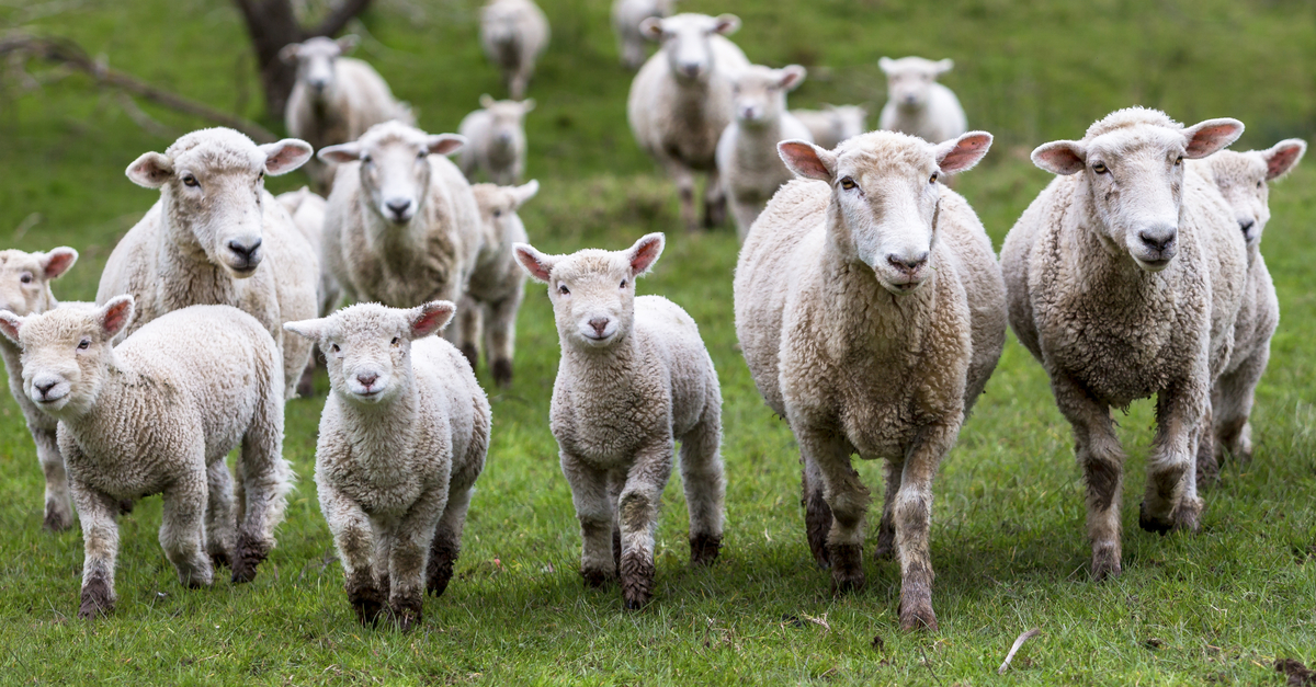 Producción de ovinos en Singuilucan inicia recuperación tras caída