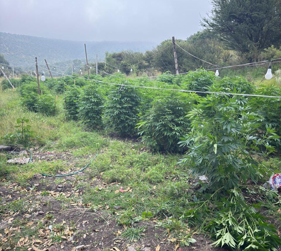 Tepeji: FGR asegura plantío con más de 140 plantas de marihuana