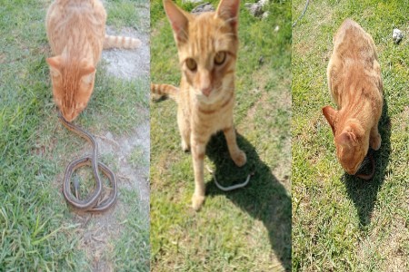 Bolo, el gato que salvó a un niño del ataque de víboras en Tlaxcoapan