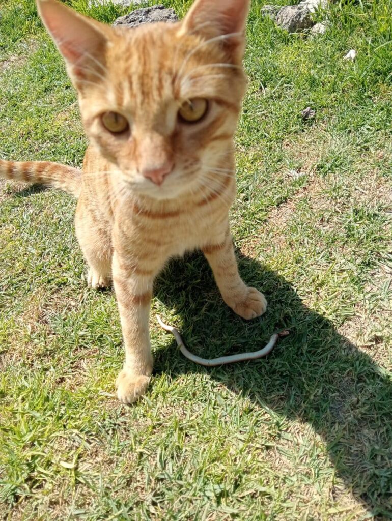 Bolo, el gato que salvó a un niño en Tlaxcoapan