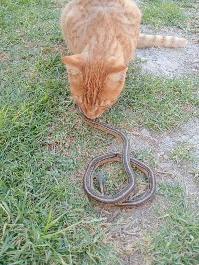Gato salva a un niño en Tlaxcoapan