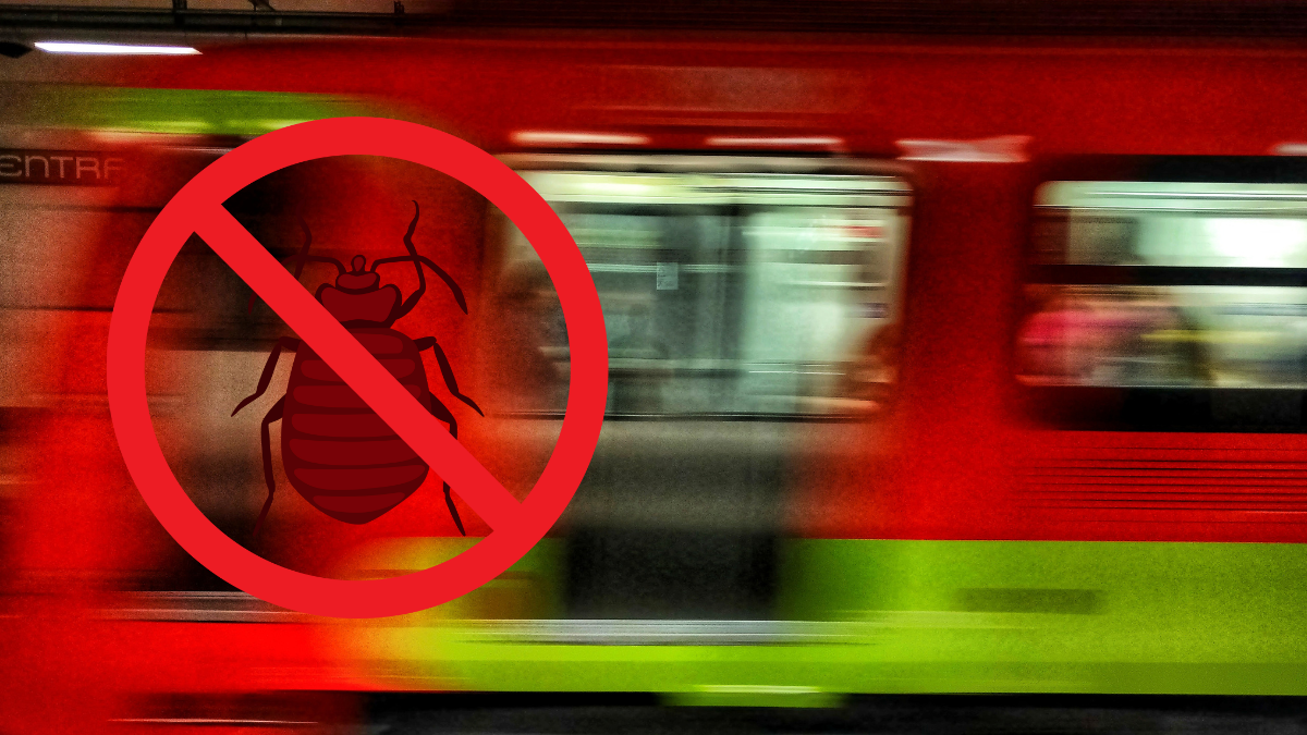 ¡Alarma entre usuarios! VIDEO muestra chinches en el Metro de la CDMX y se desata la preocupación