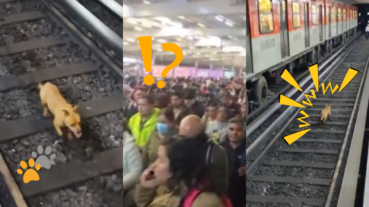 VIDEO | Perrito causa caos en Línea 2 del Metro CDMX: retrasos de hasta 30 minutos