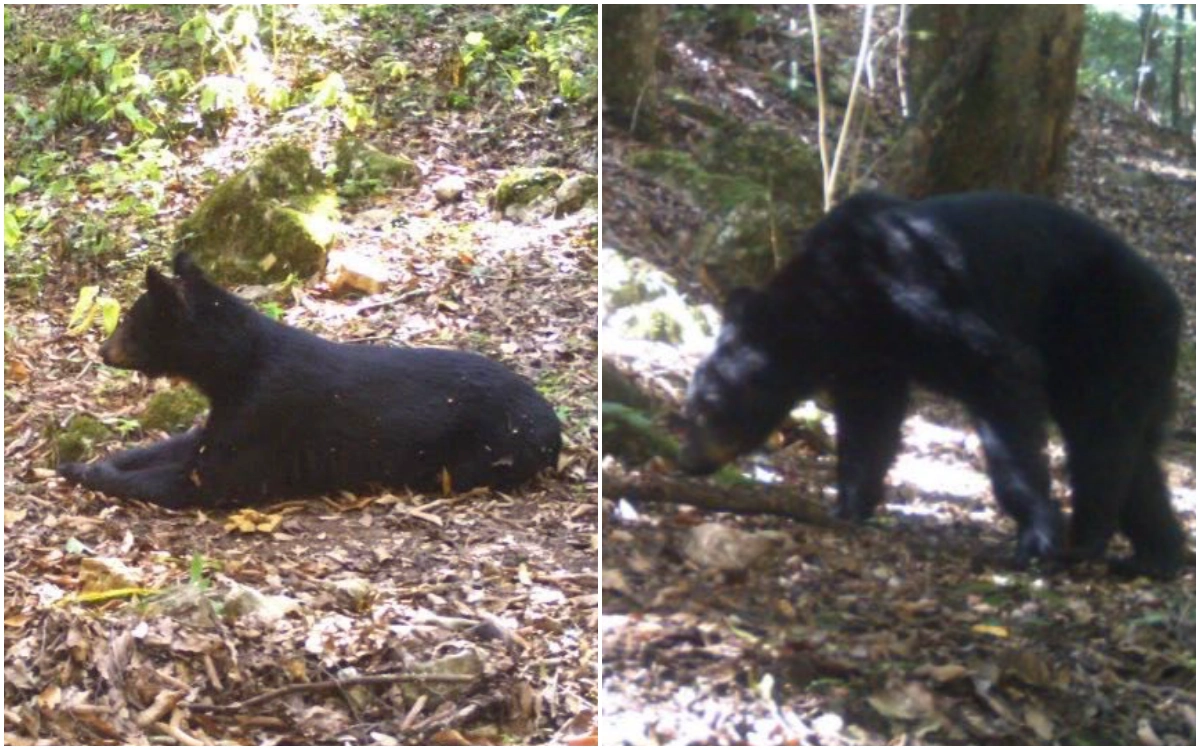 Avistan presunto oso negro en Chilcuautla; COESBIOH pide cautela con imágenes falsas