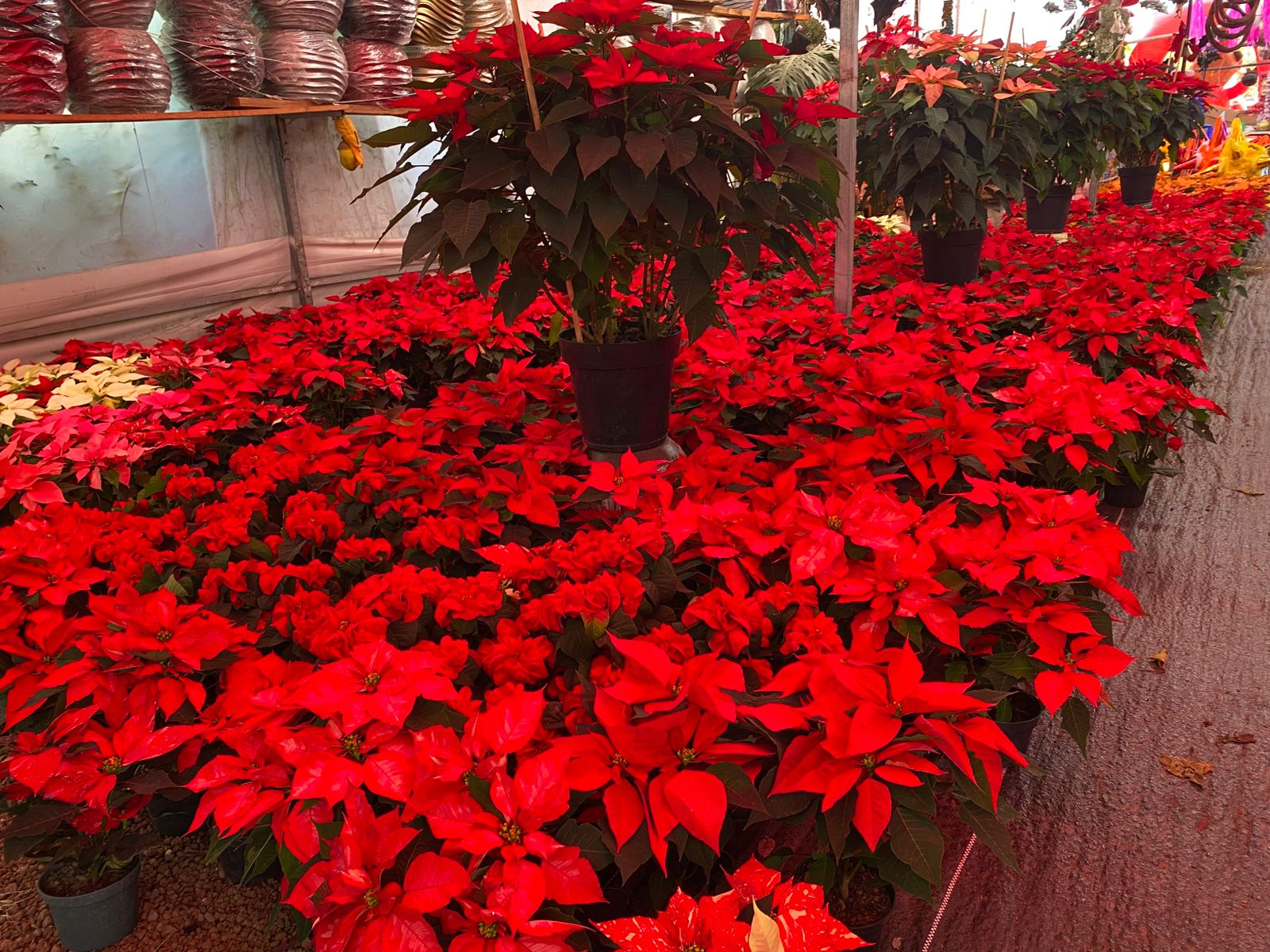 La flor más navideña del año ya está aquí… ¿sabes cuidarla?