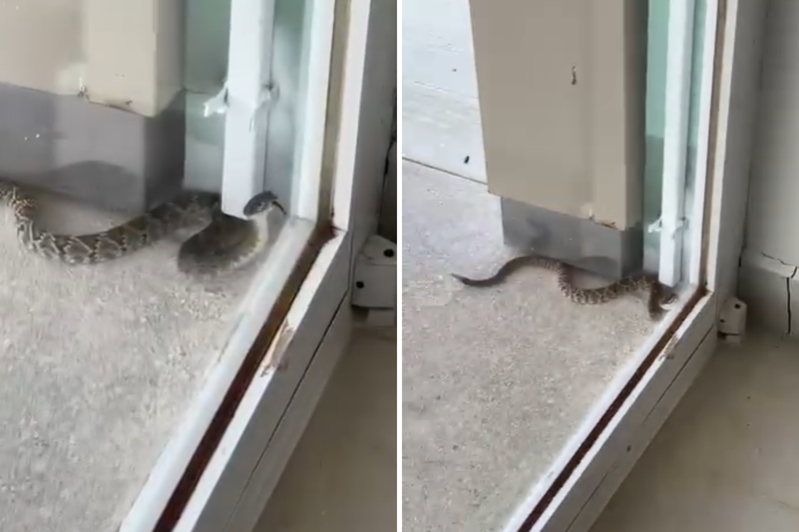 VIDEO | ¡Por poco entra! Capturan víbora de cascabel en clínica de Cardonal