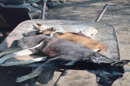 Perros envenenados en Tezontepec de Aldama