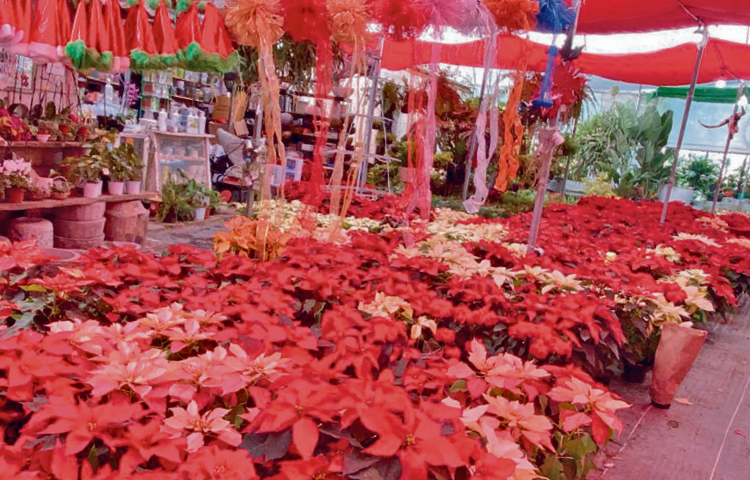 Flores de Nochebuena