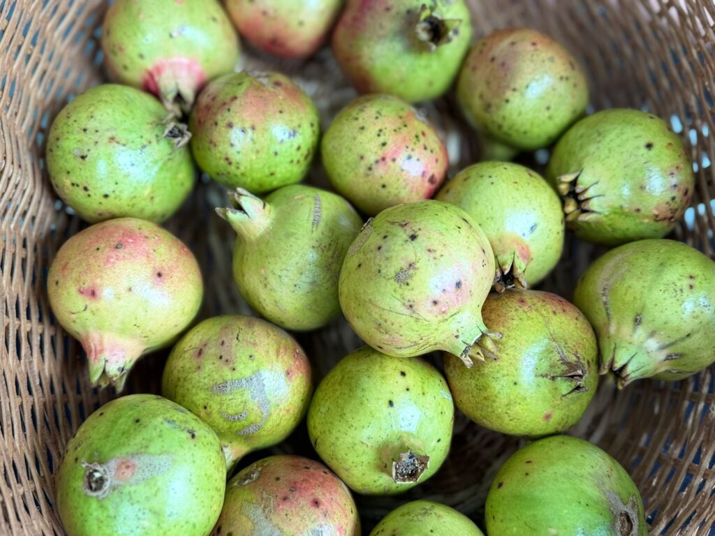 Ricardo Castillo productor de licor artesanal ha dedicado su vida al cultivo de granada