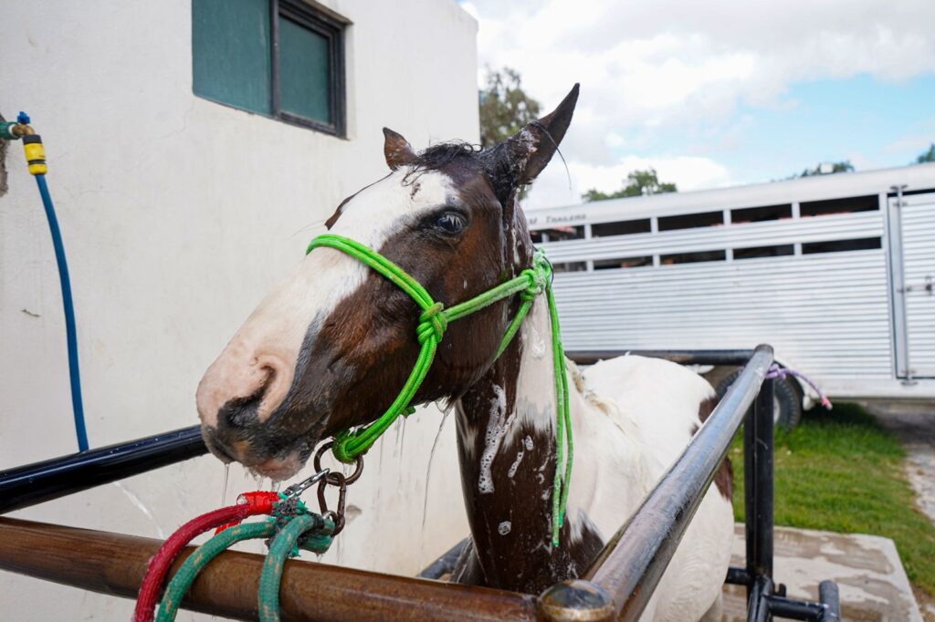 Caballo rescatado en Mineral de la Reforma