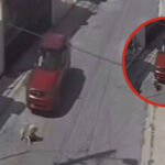 Atropellan a perrita