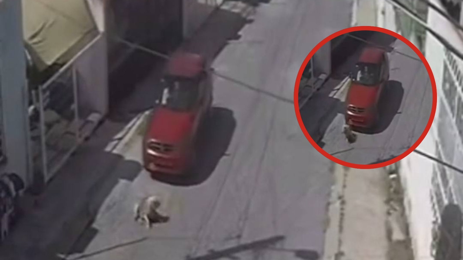 Atropellan a perrita