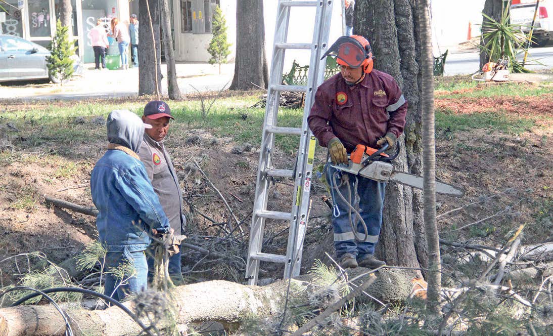 Plaga obliga a talar árboles del Pasteur