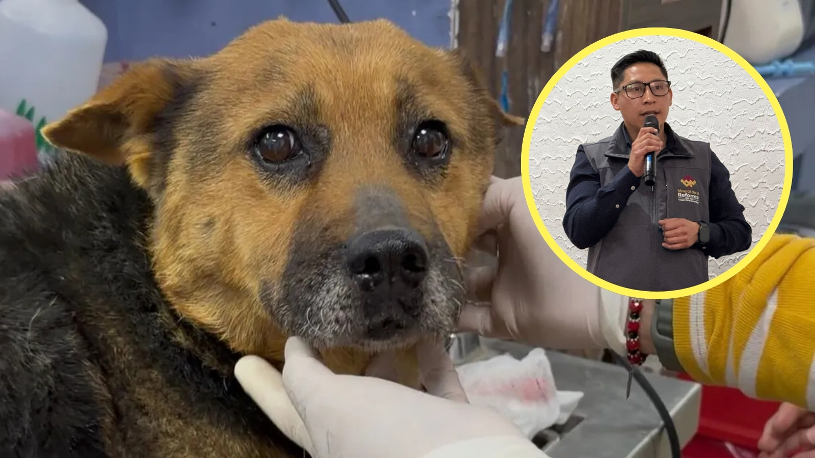 Maltrato animal es prioridad en Mineral de la Reforma: Medécigo
