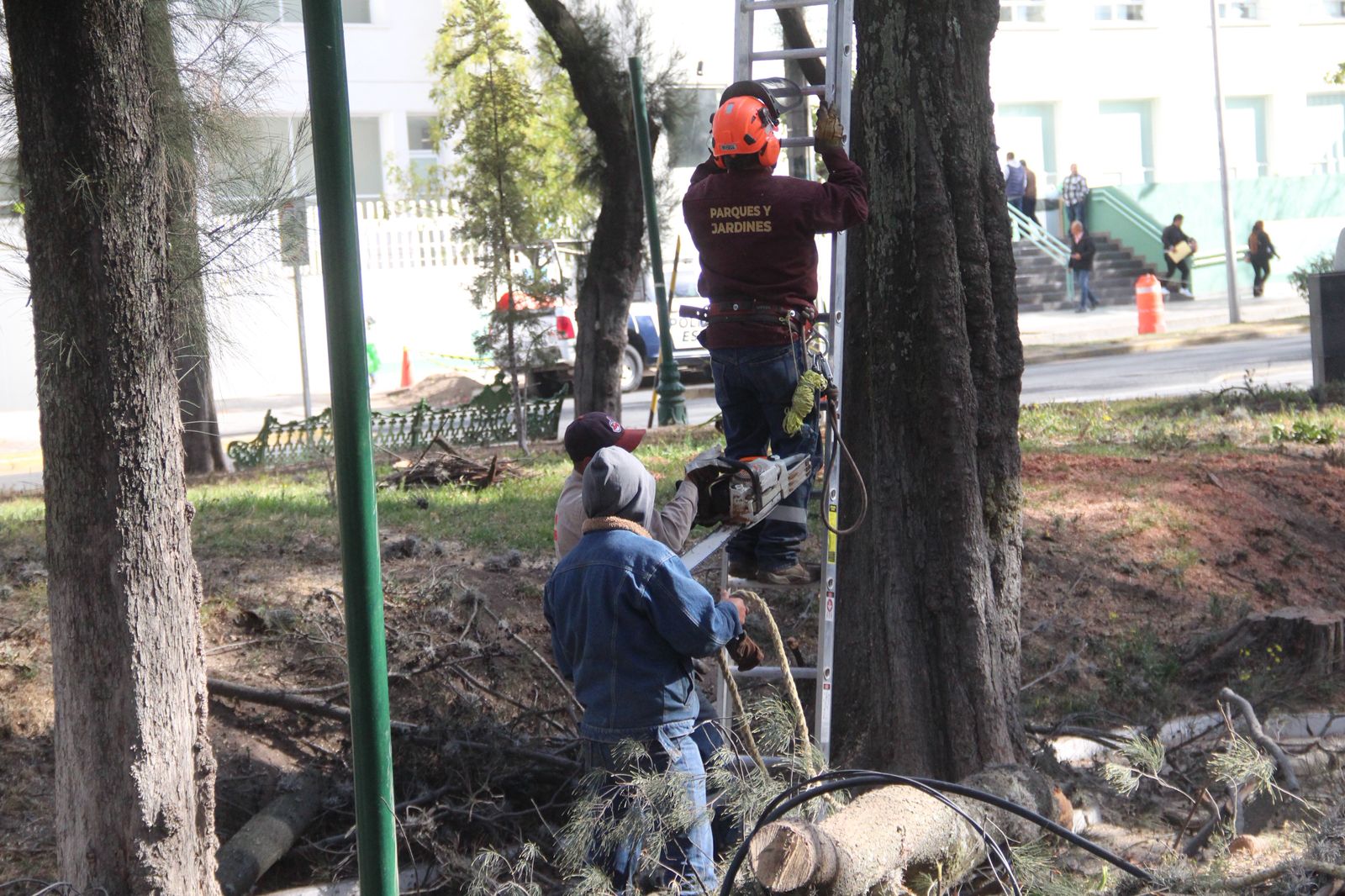 Retiro de árboles en riesgo en el Parque Luis Pasteur de Pachuca.