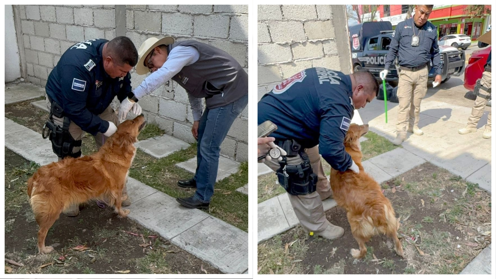 Resguardan a perrita por presunto maltrato en Mineral de la Reforma