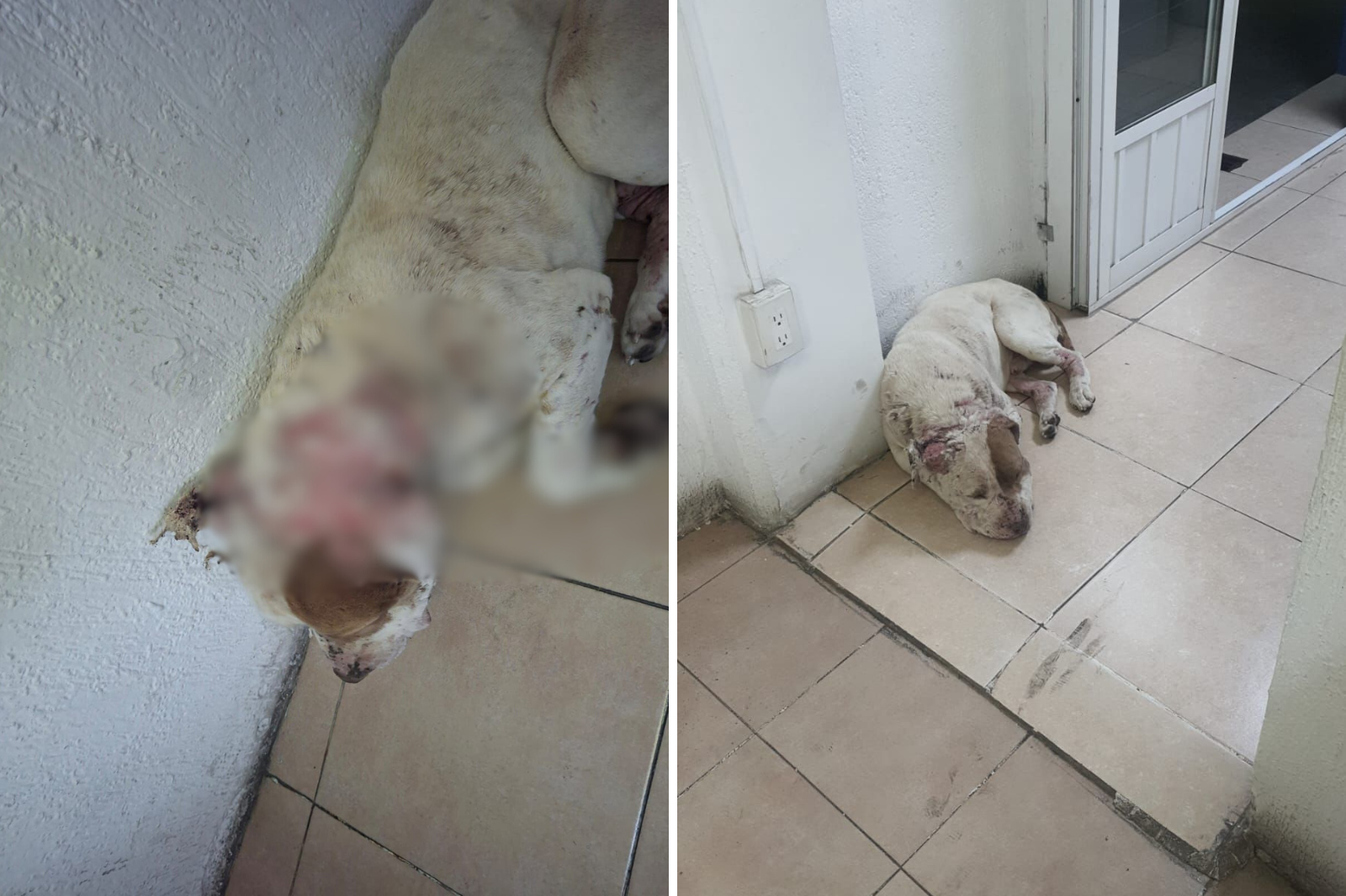 Rescatan a perro con quemaduras y signos de maltrato en farmacia de la colonia El Chacón