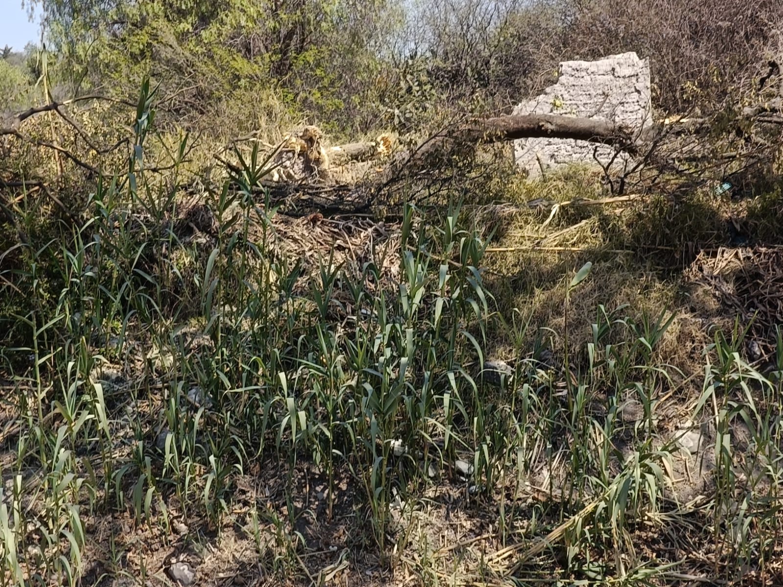 Señalan daños a propiedad por obra en canal Viejo Requena en Tula